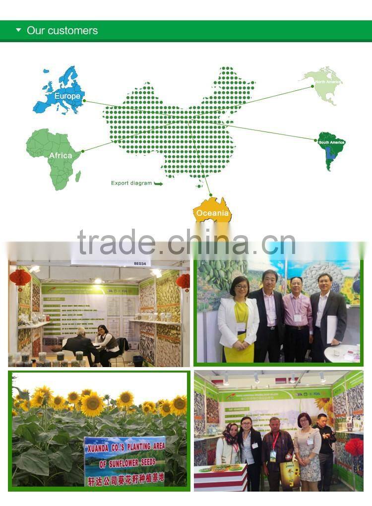 edible red water melon seeds big size