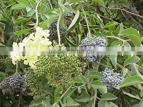 Elder Flower Extract