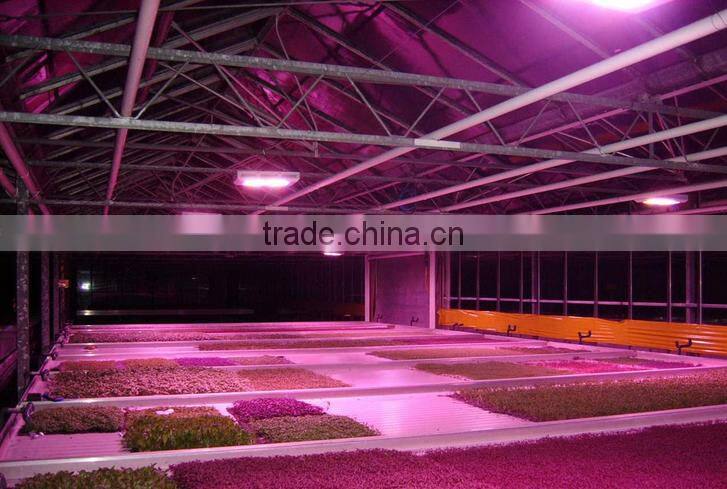 Professioanl grow light bulbs 600W led grow light bulbs