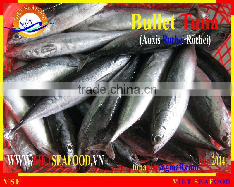 FROZEN W/R BULLET TUNA