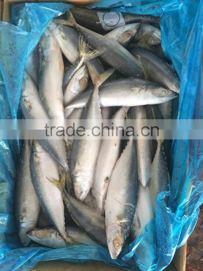 Land frozen fresh BQF size 100-200g pacific mackerel ( scomber japonicus )