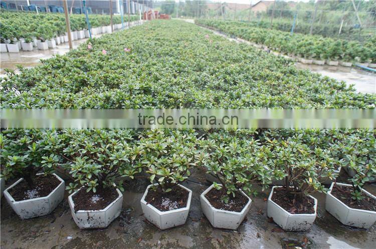 Rhododendron simsii bonsai