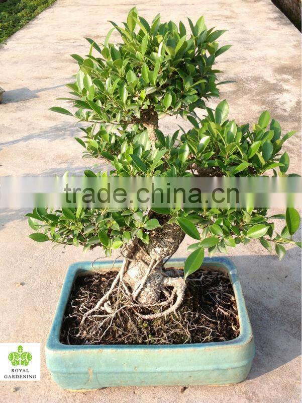 Ficus microcarpa 35cm pot bonsai tree