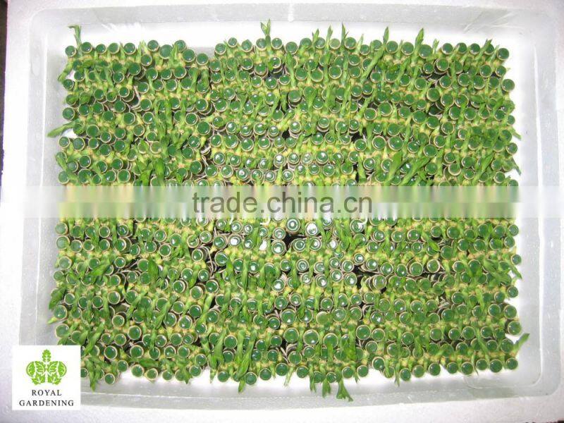 Spiral lucky bamboo high 40cm,45cm,50cm,60cm,70cm,80cm,90cm,1m