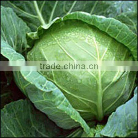 cabbage powder