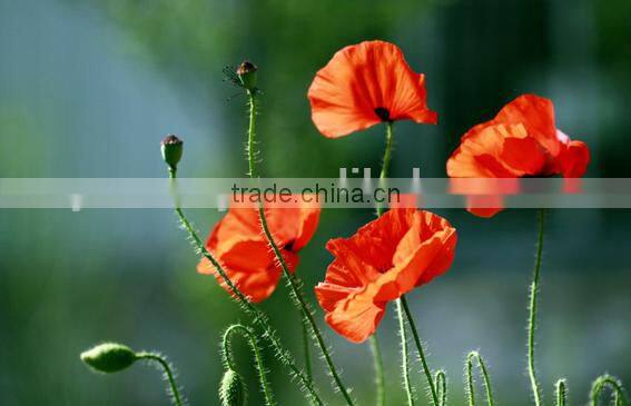 Corn poppy,Papaver, flower seeds , herb seed,vegetalbe seed,fruit seed,grass seed