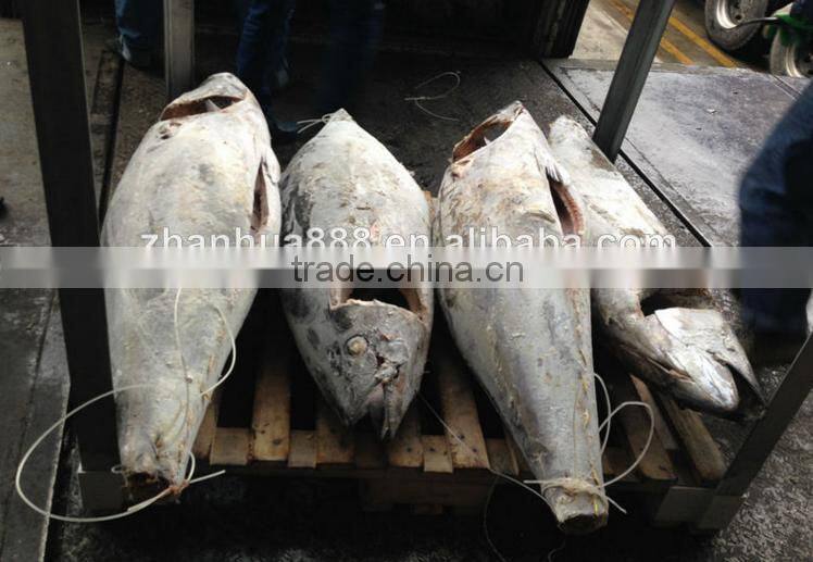 frozen whole yellowfin tuna