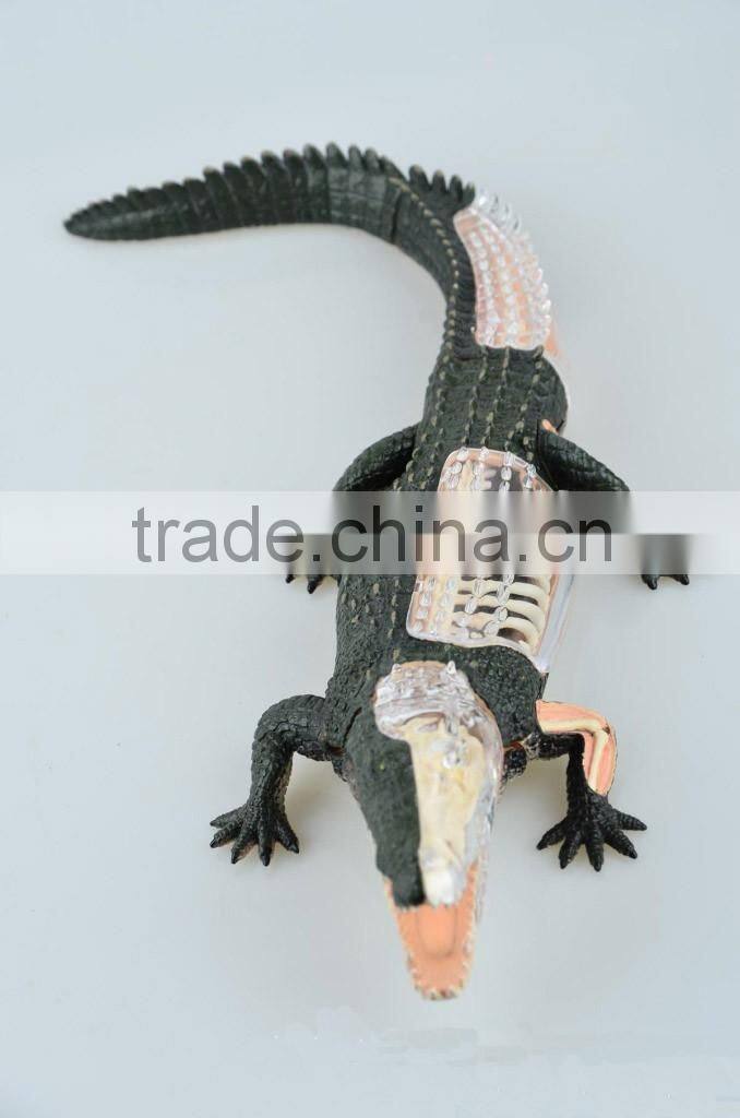 V-AM053 4D MASTER Crocodile specimen anatomical model with organ skeleton