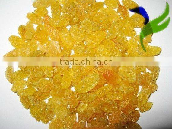 Chinese Organic raisin