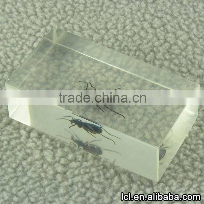 Insect specimen acrylic keychains wholesale, clear acrylic keychains wholesale