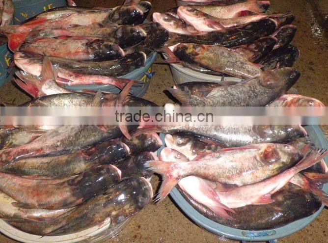Whole Round Frozen Asian Carp