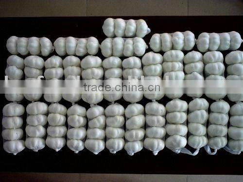 Fresh white Garlic from china
