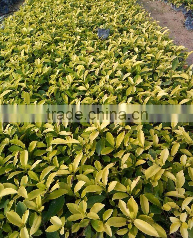 ornamental Golden Ficus microcarpa