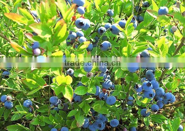 Next Generation Resveratrol 99% Trans-Pterostilbene/Pterostilbene Powder