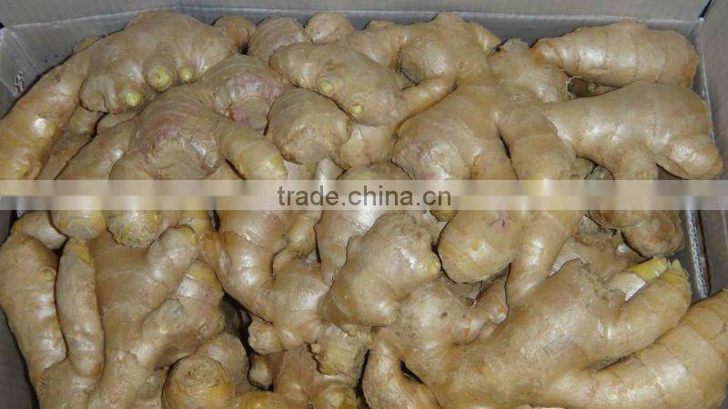 2015 china fresh crop big ginger