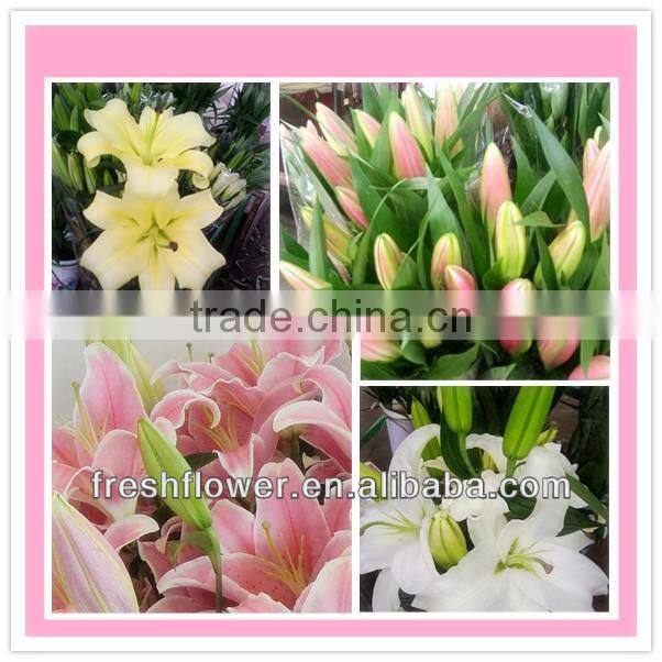 Supply high quality fresh cut oriental white lily