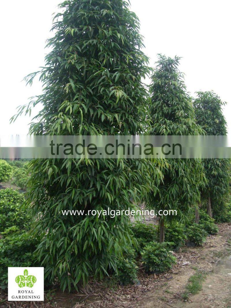 Ficus longifolia