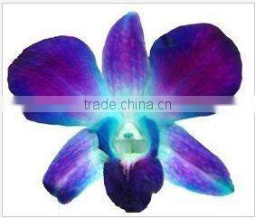 Thailand Best Quality D-005 Dendrobium Misteen Orchid