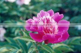 Herbaceous Peony Plant Root