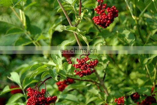 Sciyu supply Anthocyanidins 1%~25% Elderberry fruit Extract powder