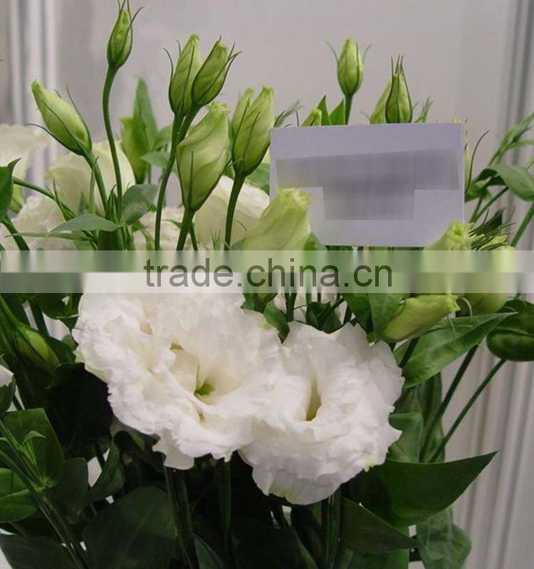 Quality Best-Selling wholesale big bud eustoma