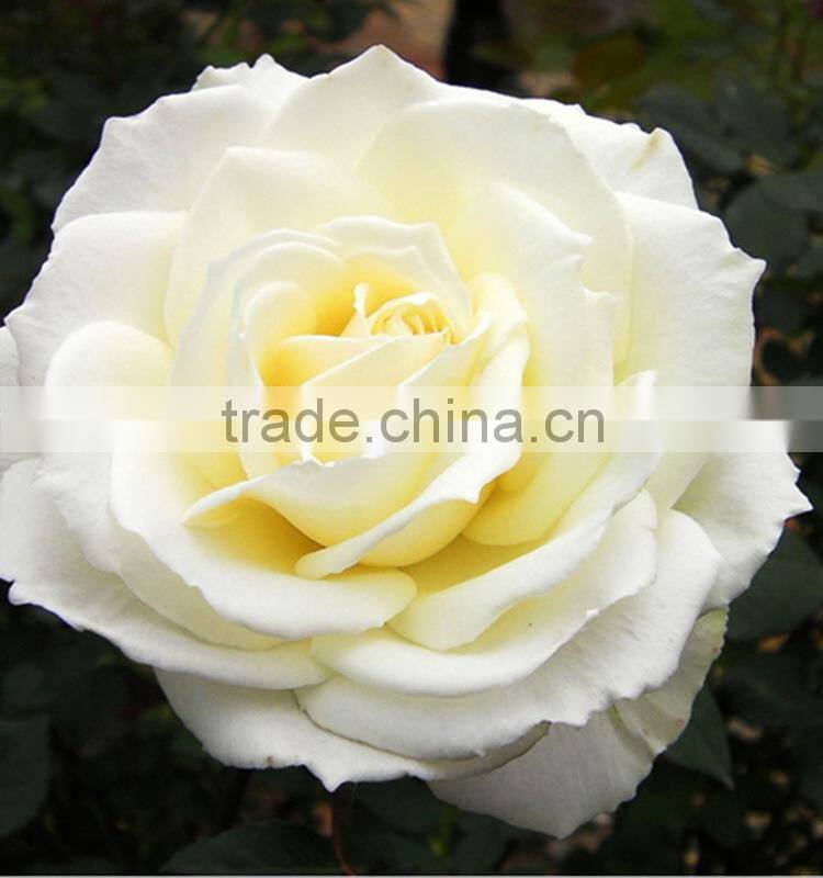 Durable Tineke white rose balls wedding