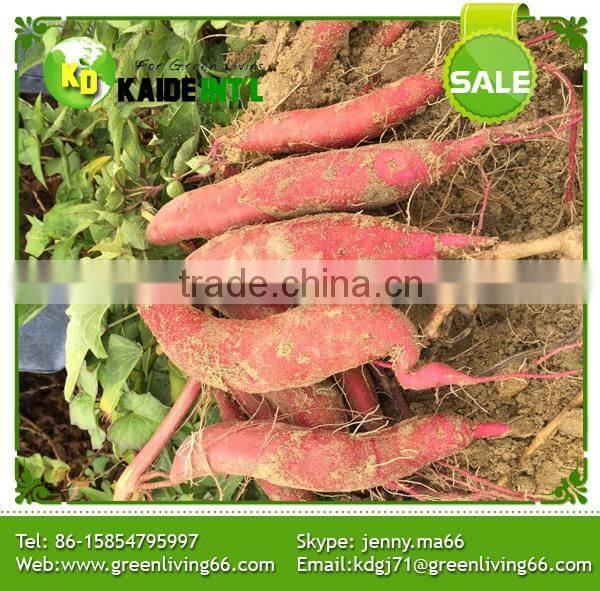 Supply Fresh Sweet Potato WITH HIGH QUALITY AND COMPETITIVE PRICE