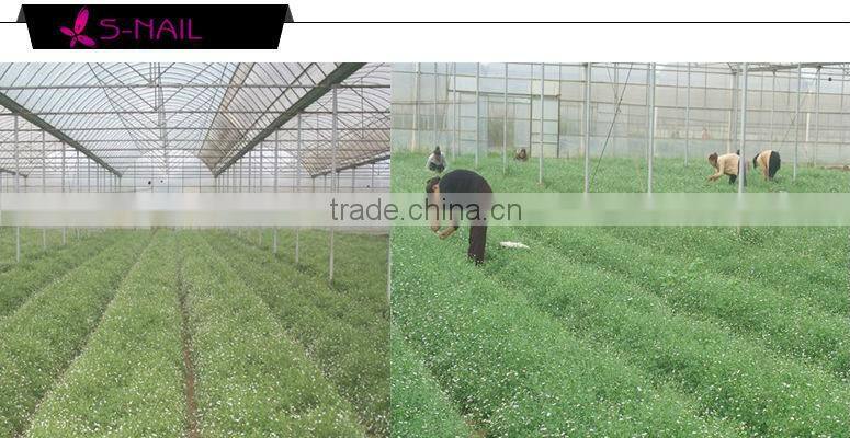 Natural dried flower decoration , nail art dried flowers