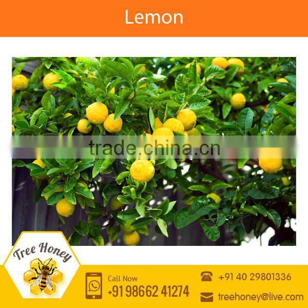 Tangy Fresh Indian Farm Lemon at Attractive Price