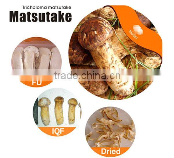 Dried Wild Matsutake Mushroom From Metan