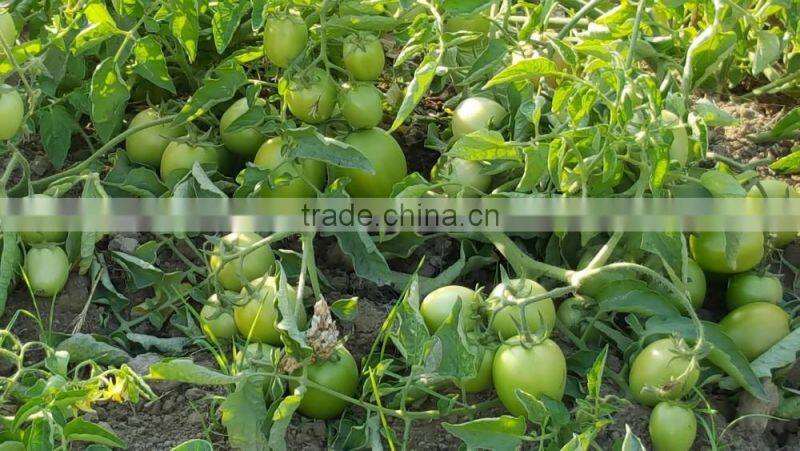ROCKY F1 Hybrid Tomato Seeds