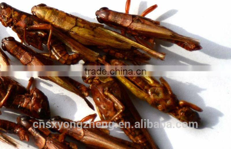 Best price of plastic grasshoppers