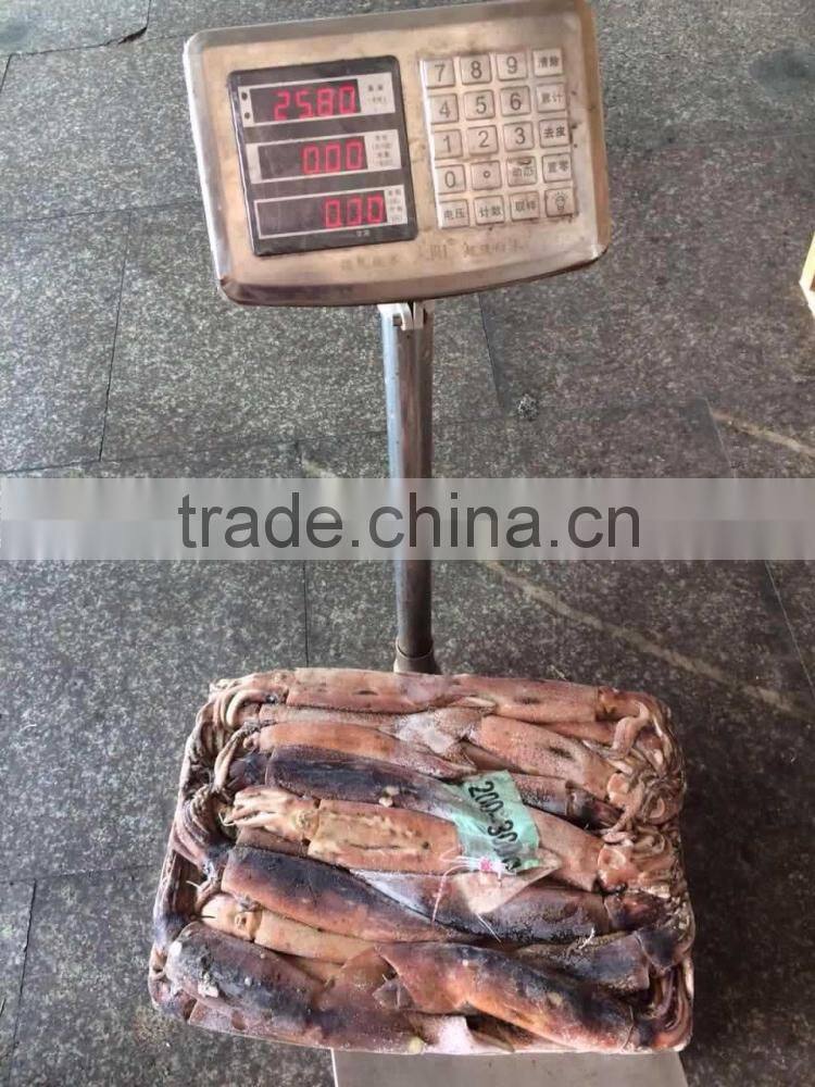 Frozen argentina squid illex squid jigger squid whole round
