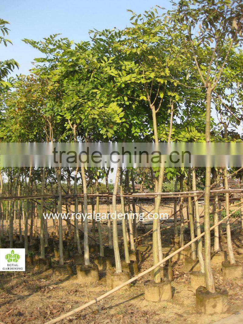 Cassia fistula outdoor tropical trees