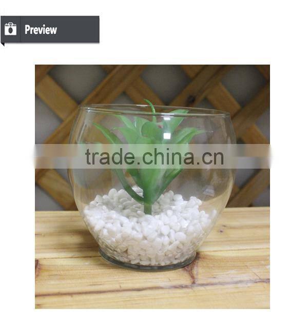 Mini succulent plants bonsai high quality succullent plants