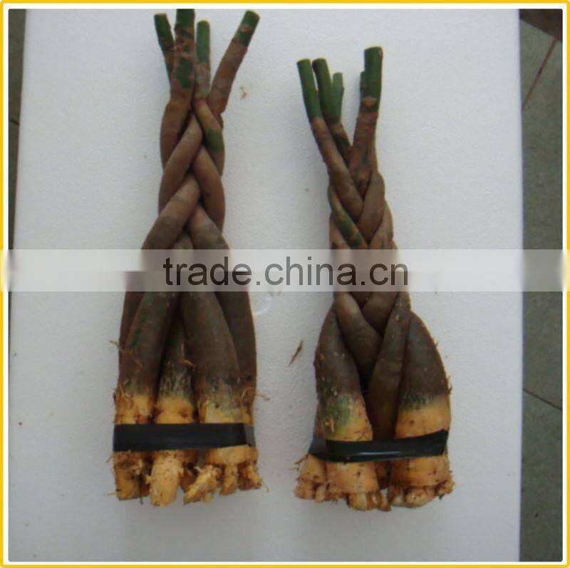 80cm pachira five Braided tree birng luck pachira houseplant bonsai