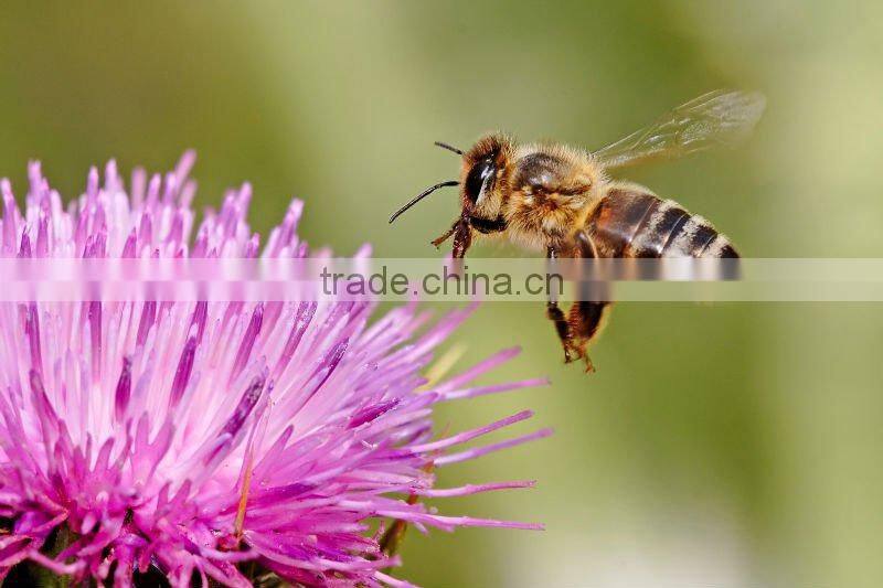 Natural Clover Honey