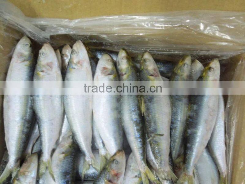 Frozen Sardine Fish For Bait And Canning