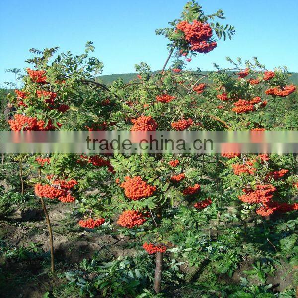 Dried wild red sorbus fruit