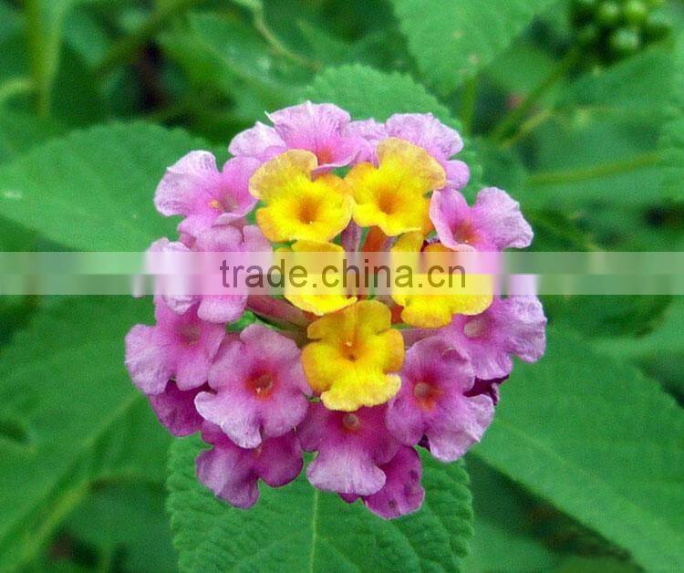 The shrub plant Lantana camara seedling