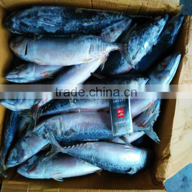 Frozen mackerel japan scomber japonicus frozen pacific mackerel whole round wholesale