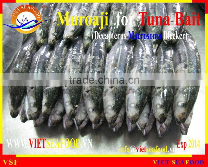FROZEN MUROAJI FOR TUNA BAIT