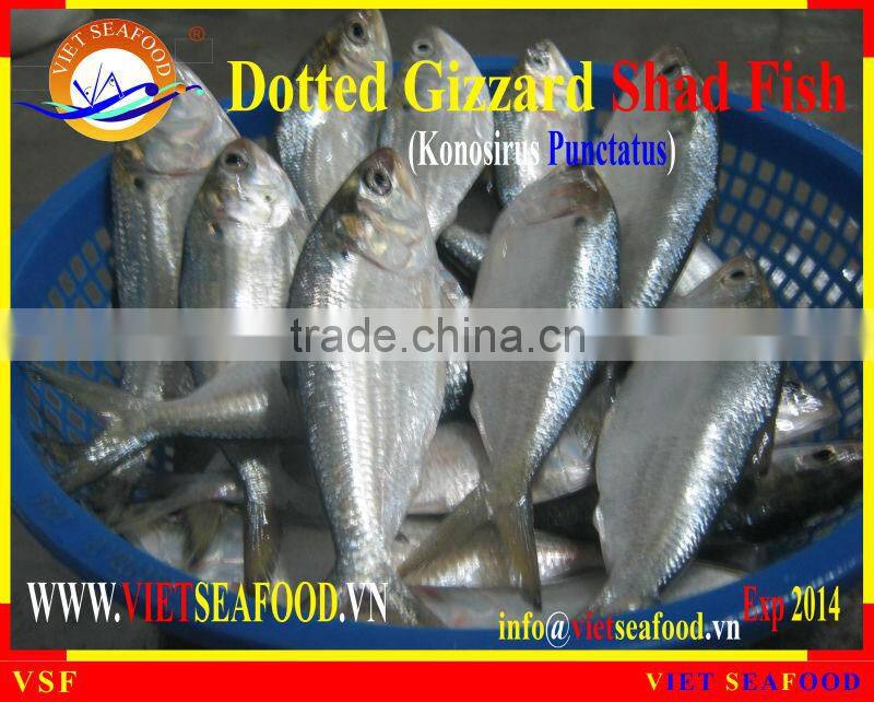 W/R FROZEN DOTTED GIZZARD SHAD FISH