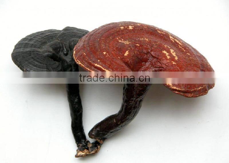 SUPER REISHI SOFTGELS CAPSULES