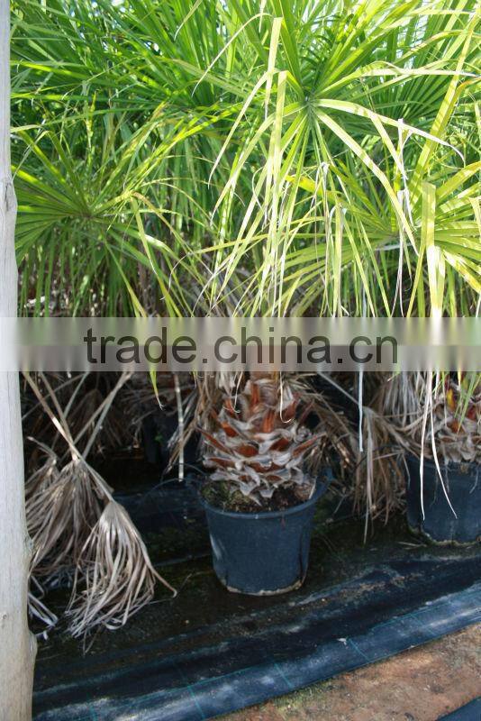 Livistonia Decipiens "Ribbon Fan Palm"