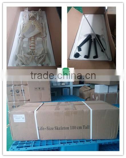 180cm Medical Human Anatomical Skeleton Model