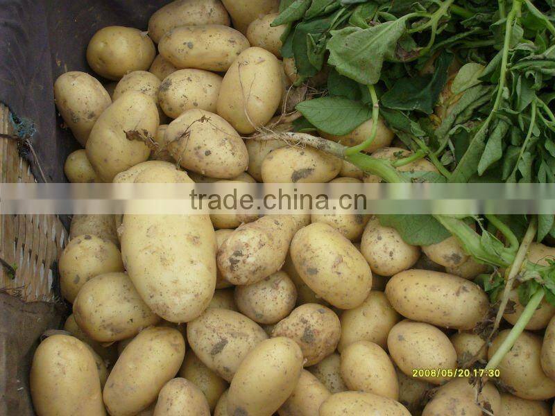 new crop fresh potato