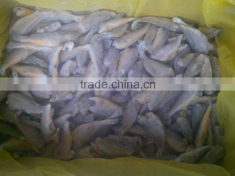 Zhoushan farming headless frozen small croaker