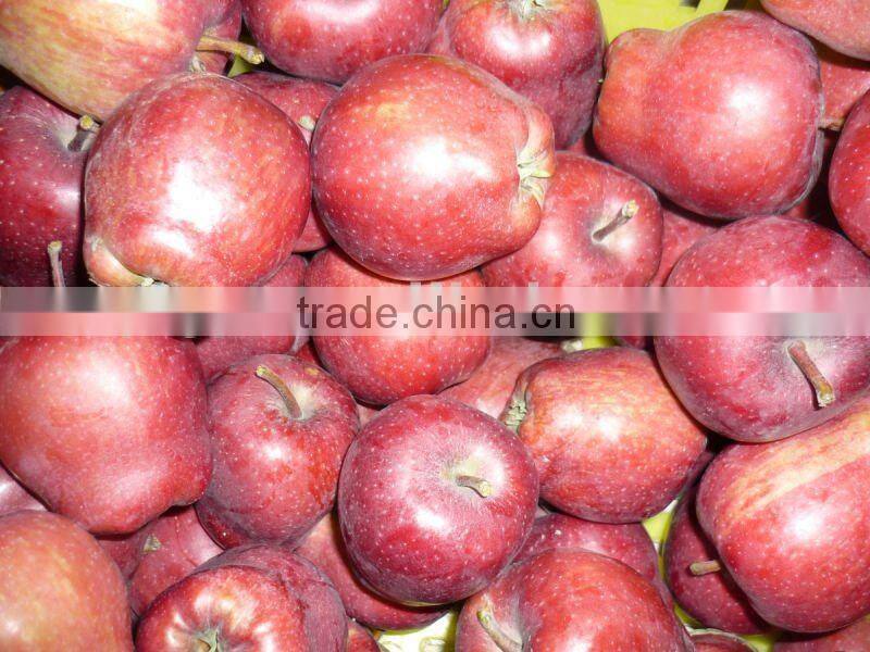 fresh red delicious apple 2015