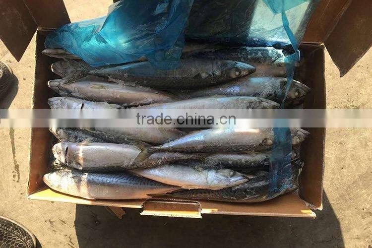 New arrived BQF pacific mackerel 300/500g